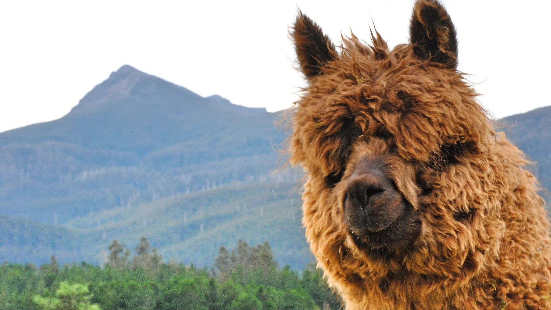 Where to Stay in Tasmania: 5 Best Lodge Hotels Reviewed