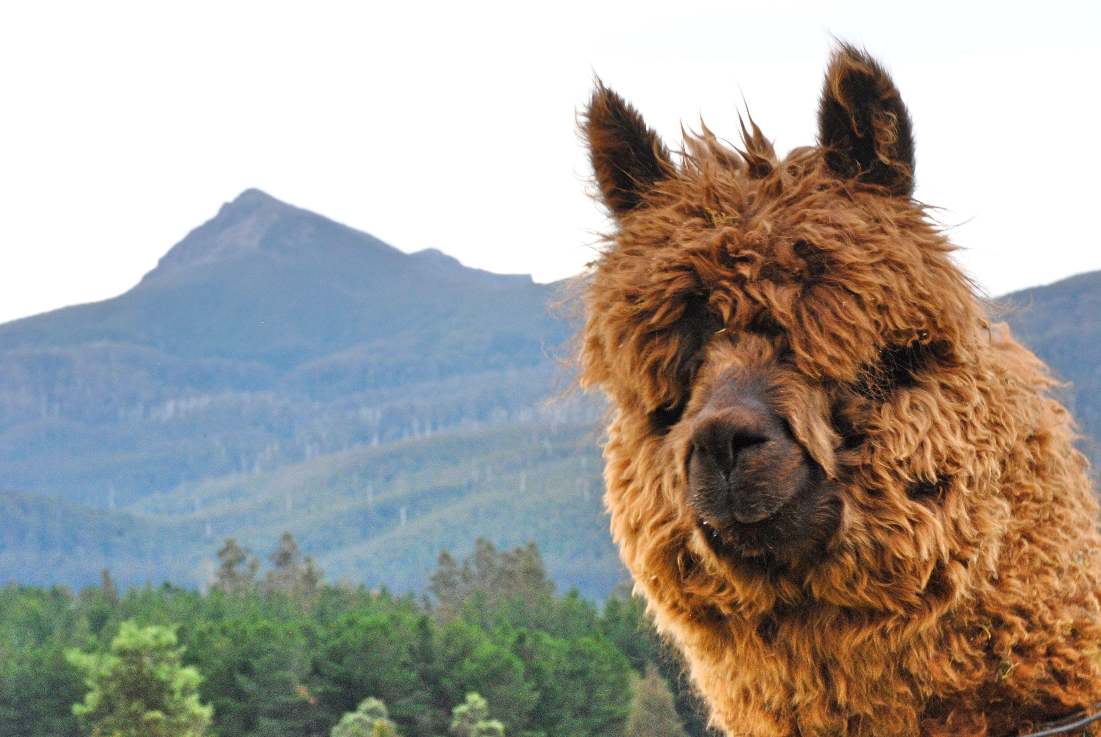 Where to Stay in Tasmania: 5 Best Lodge Hotels Reviewed